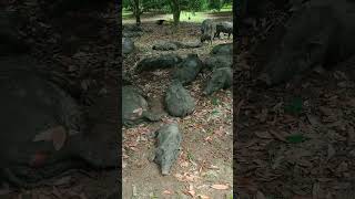 wild pigs animal farmboarhog pigs pigging nature pig [upl. by Schulein]