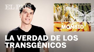 ¿Son MALOS los alimentos GENÉTICAMENTE MODIFICADOS  DARWIN TE NECESITO [upl. by Tiffani263]