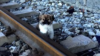 Rescue homeless puppy in a rail yard where stray dogs gather [upl. by Libys405]