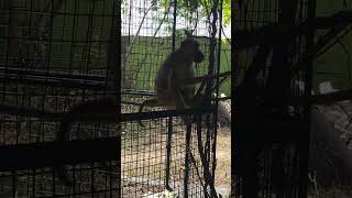 Yellow Baboon  Short video 4KUHD Birds Photography  Wildlife Animals [upl. by Nnomae]