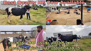 Dhanvik Dairy Farm Bangalore Best HF Cow Available For Purchase Chinatamani Cow Market [upl. by Eiznek]