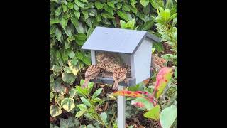 Vogelhaus mit Sperlingen [upl. by Corley]