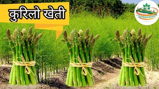 कुरिलो खेती गर्ने तरिका  Asparagus cultivation  Kurilo kheti  Agri Nepal [upl. by Leopoldeen]