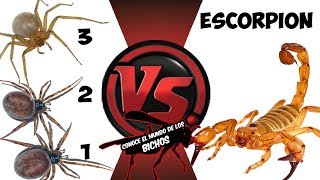 ESCORPIÓN VS TRES ARAÑAS  COMENTADO [upl. by Iznek]