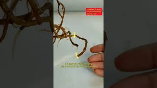 Do not cut off the white healthy roots Root rot treatment tip [upl. by Aerbua]