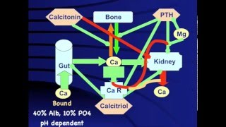 Hypocalcemia When why and how [upl. by Rimaj]