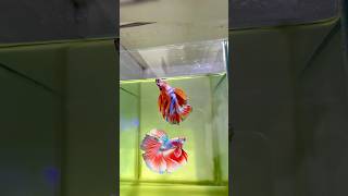 Beta fish recovery 😍❤️‍🩹betafish guppie aquarium fish bettafish fish [upl. by Stacy247]