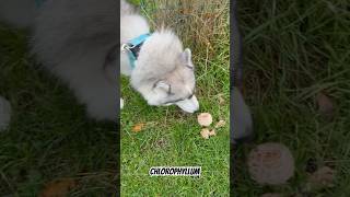 We found CHLOROPHYLLUM  looks like POPCORN 😅  MUSHROOM 🍄 shorts dog mushroom husky siberian [upl. by Lleihsad870]