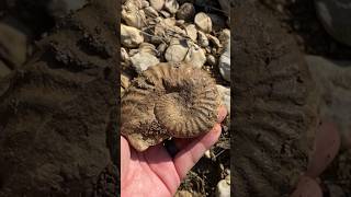 Cretaceous Period Ammonite Fossil found in North Texas creek fossilhunting [upl. by Easlehc]