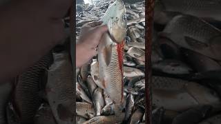 Amazing Fishes In Market Fish Market [upl. by Haliek]