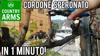 Potatura della vite il Cordone Speronato [upl. by Riess159]