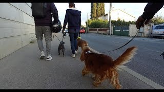 CHIEN DRÔLE  MARCHE AUX PIEDS  AMSTAFF  EDUCATION CANINE [upl. by Meunier]