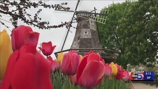 Tulip Time is back in Pella [upl. by Burnside]