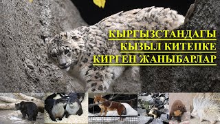 Кыргызстандагы кызыл китепке кирген жаныбарлар  2020жыл [upl. by Eeresed]