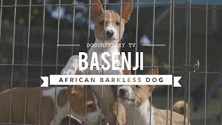 ALL ABOUT BASENJI THE AFRICAN BARKLESS DOG [upl. by Herminia]