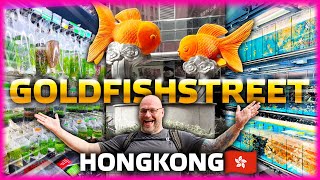 WELCOME to the GOLDFISHSTREET HONG KONG 2024 [upl. by Ruthy]