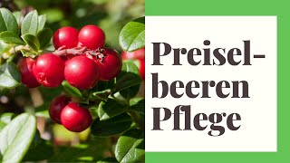 Preiselbeeren Pflege  So gehts richtig [upl. by Hibben]