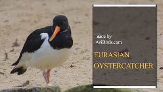 Eurasian Oystercatcher  Common Pied  Palaearctic Oystercatcher Haematopus Ostralegus [upl. by Akena]