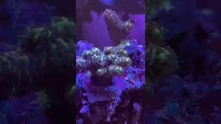 Acropora corals youtubeshorts coral relaxingmusic [upl. by Louanne]