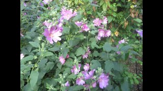 Lavatera flowers resemble Hibiscus [upl. by Urial]