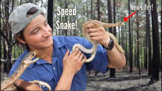 The Fastest Snake in the Southeast The Coachwhip Snake [upl. by Schubert]