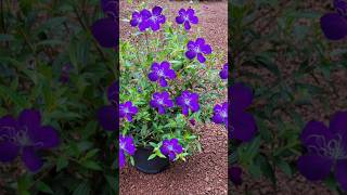 Melastoma plant തണ്ടു മുറിച്ചു തൈകൾ Kerala garden ideas youtubeshorts trendingshorts  shorts [upl. by Ennayhs746]