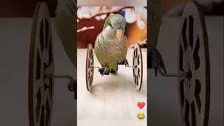 Parrot circus and parrot dog voice 😂 Birdsandanimalsfun shorts viralshorts birds kissing [upl. by Anneliese]