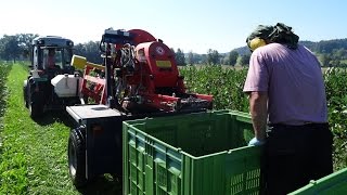 Aronia Ernte 2016 bei Aronia Swiss [upl. by Bernt]