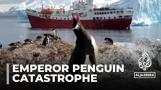 Warming decimates Antarctica’s emperor penguin chicks [upl. by Ahsinev]