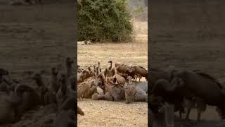 Wild Dogs and Vultures A Battle for Survival  Epic Wildlife Encounterquot shorts wildlife short [upl. by Skylar]