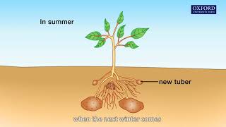 Animation 121 The process of vegetative propagation [upl. by Urion]