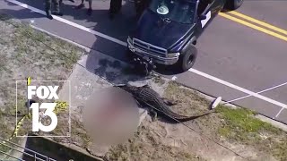 Nearly 14foot gator involved in Florida death [upl. by Lleuqar]