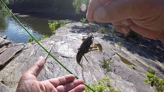 Creek Fishing With Live Crawfish [upl. by Trahern]