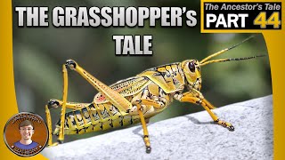 The Grasshoppers Tale [upl. by Iorgo721]