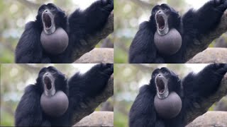 Screaming Gibbon Monkey over 1 million times [upl. by Biegel]