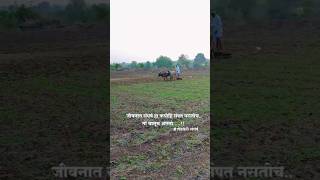 Shetkari Raja brand shetkari royal shetkari farming short video viral [upl. by Divaj]