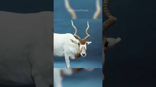 Addax  Screw Horn Antelope [upl. by Sylas370]