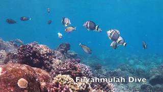 Acanthurus guttatus  diving in Fuvahmulah  Maldives [upl. by Eltsirk]