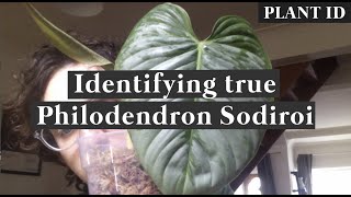 Identifying True Philodendron Sodiroi vs Sodiroi aff  Plant ID with me [upl. by Nalak706]