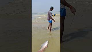 ஆற்று வெள்ளத்தில் பிடித்த கெண்டை மீன்கள் shorts ball sat fishing [upl. by Stormy]