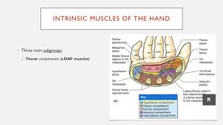 Summary of the Intrinsic Muscles of the Hand [upl. by Clauddetta506]