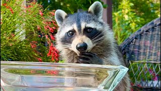 Raccoon is Washing and Eating Grapes  Taste Test  Wild Animals [upl. by Eilujna]