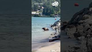 Bear goes for a swim at Bass Lake amid ongoing heat wave [upl. by Nwahsav]