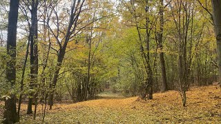 Waldspaziergang im herbstlichen Weinviertel Mistelbach 🍃🍂 [upl. by Sparrow]