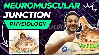 neuromuscular junction physiology  neuromuscular transmission physiology in Hindi [upl. by Inanak398]