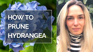 HOW TO PRUNE HYDRANGEA MACROPHYLLA I Pruning Hydrangea I Hydrangea pruning tips [upl. by Nezam]