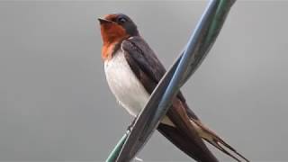 Swallow twitter【wild birds sounds】 [upl. by Aysahc]