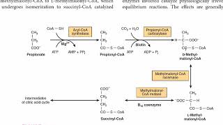 Metabolism of Propionate  Propionate to Succinate  CarbohydrateMetabolism [upl. by Buschi28]