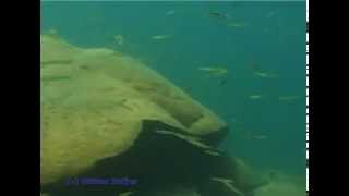 Cichlid Fishes of Lake Apoyo Nicaragua  by Willem Heijns [upl. by Barta]