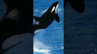 How do Orcas communicate  killer whale sounds [upl. by Ynnav]